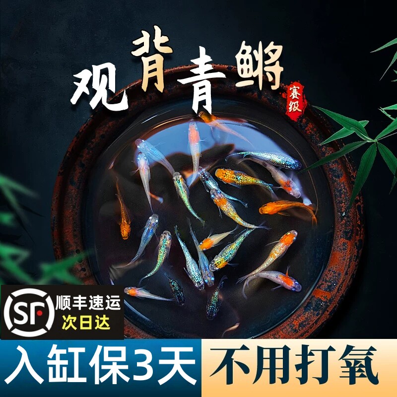 观背青鳉小型冷水观赏鱼苗淡水好养耐活耐寒养不死生命力强的小鱼