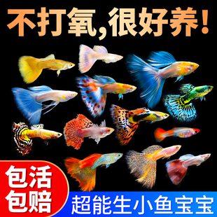 孔雀鱼纯种观赏鱼小型淡水自来水好养耐活群游热带鱼活体繁殖鱼苗