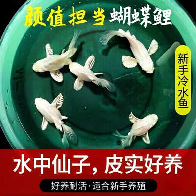 纯种白色好养耐活蝴蝶鲤鱼苗球体