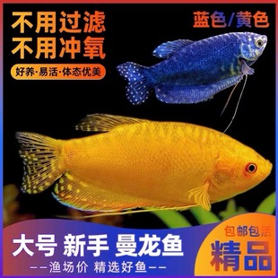 曼龙鱼热带观赏鱼黄曼龙蓝曼龙五彩血丽丽珍珠马甲球活小型淡水鱼