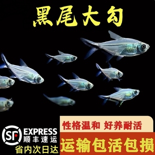 黑尾大勾群游小型热带观赏鱼好养耐活小鱼淡水自来水灯科宠物鱼苗