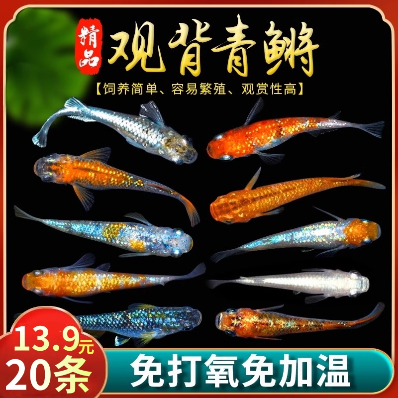 冷水不打氧观背青小鱼鱼苗