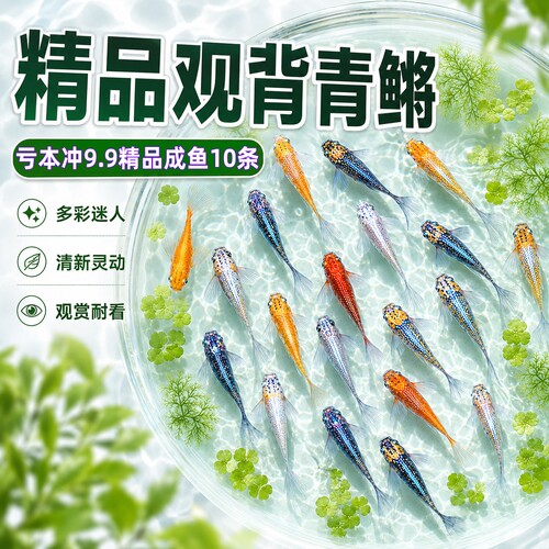 观背青鳉冷水观赏鱼小型自来水不打氧新手好养耐活养不死的小鱼苗 - 封面