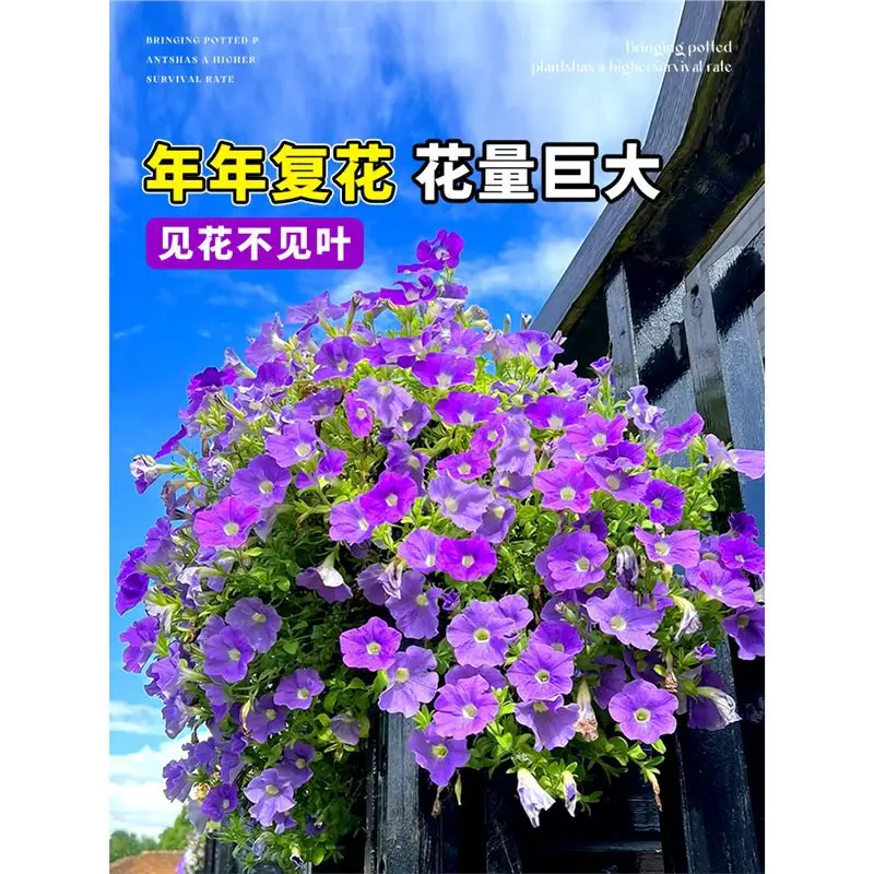 矮牵牛花苗盆栽带花牵牛花重瓣星造型盆景