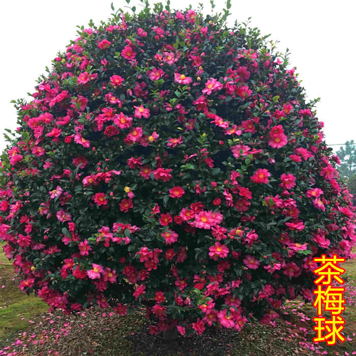 茶梅球庭院别墅绿化四季常青植物