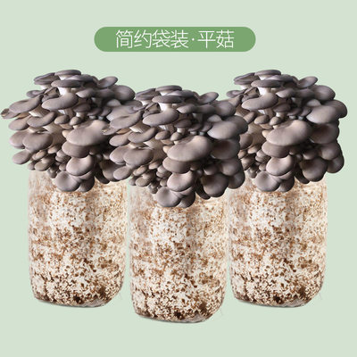 蘑菇菌包菌菇种植包平菇香菇灵芝磨菇种金针菇可食用菌种家庭家种
