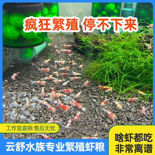 繁殖专用虾粮爆缸没烦恼