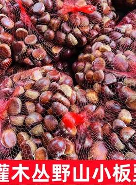 2025新鲜生板栗野山小毛栗子高山毛栗子小颗粒批发小个板栗