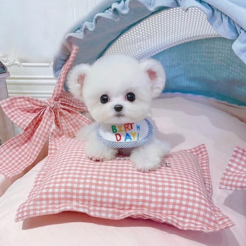 比熊犬幼犬纯种小型茶杯犬米奇飞耳比熊小体卷毛狗狗活幼体宠物狗