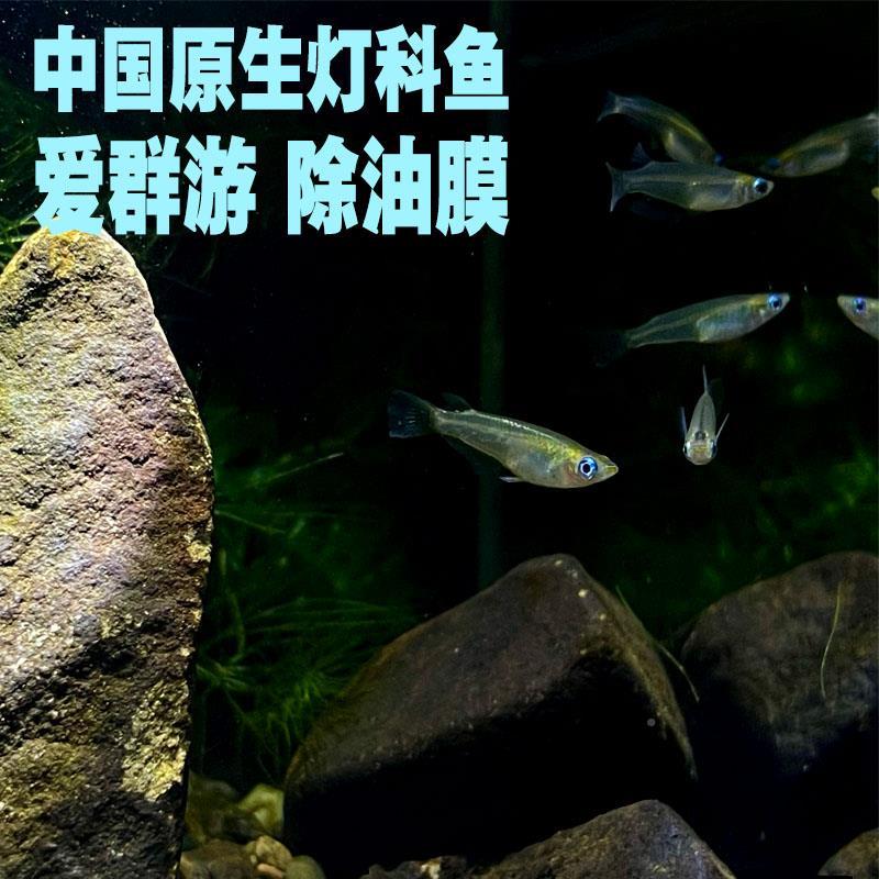 桂系青鳉鱼小型鱼群游冷水鱼蓝眼弓背青鳉除油膜观赏鱼淡水原生鱼