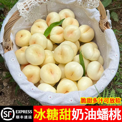 奶油蟠桃新鲜水果整箱当季蒙阴蜜桃白油蟠桃孕妇水果山东油脆潘桃
