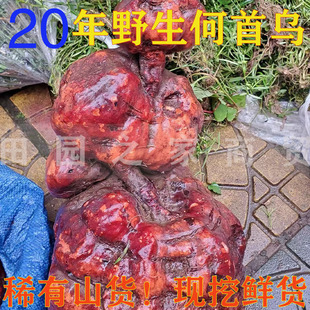 四川深山现挖野生何首乌新鲜生首乌首乌干片煲汤泡酒黑发正品药材