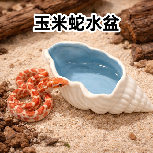 玉米蛇水盆陶瓷海螺造景爬宠饮水盆幼蛇喝水低边食盆创意蛇缸丰荣