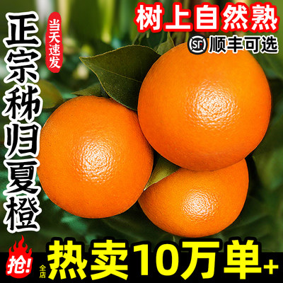 「东方甄选推荐」正宗秭归夏橙