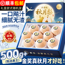 整箱斤梨 秋月梨正宗山东莱阳现摘梨子新鲜水果10雪梨当季 顺丰 包邮