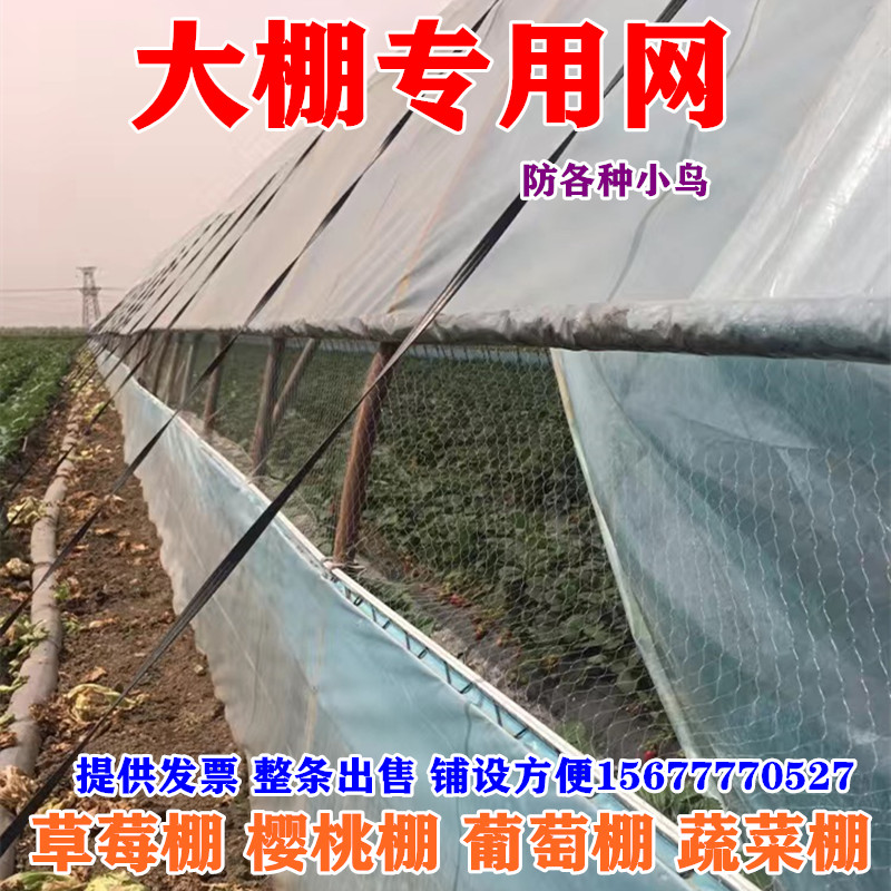 新款草莓大棚防鸟网葡萄天沟网西瓜棚口拦鸟樱桃棚农用果园防护网