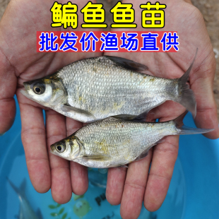 武昌鱼苗批发鳊鱼苗小鱼苗活鱼鱼苗淡水养殖食用扁鱼苗冷水边鱼苗