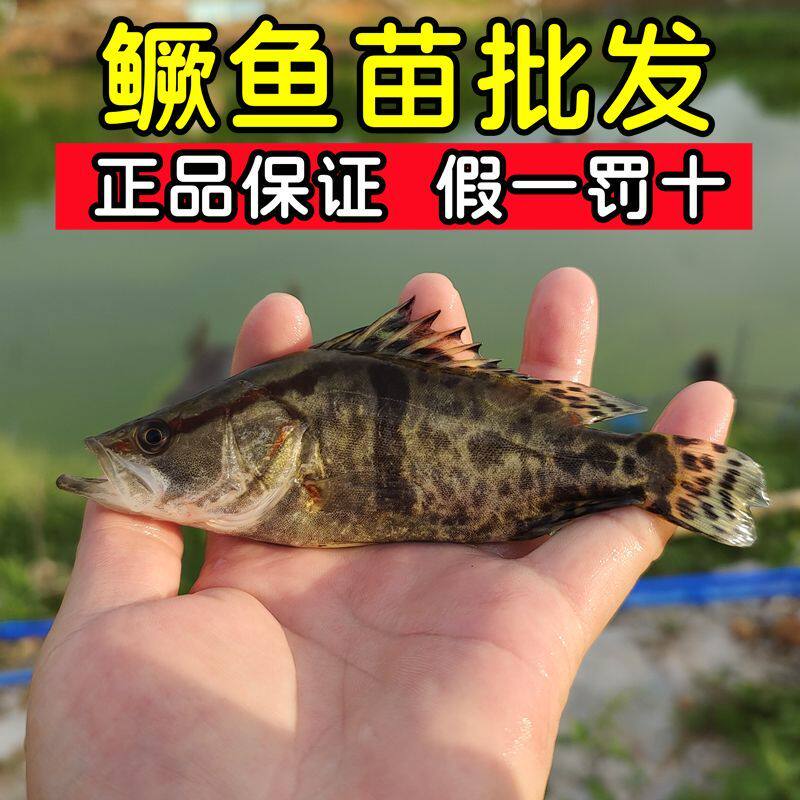 鳜鱼苗批发淡水养殖食用翘嘴鳜正宗贵鱼苗苗冷水路亚凶猛桂花鱼苗