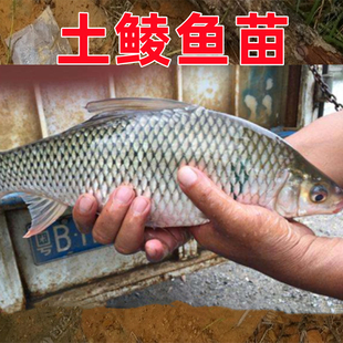土鲮鱼苗批发鲮鱼苗麦鲮桂华鲮大种鲮鱼淡养殖苗饵料饲料凌鱼鱼苗