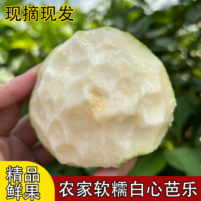 广西软糯软心奶油芭乐水果软白番石榴应当季新鲜白心芭乐现摘现发