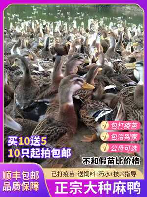 正宗大种麻鸭多蛋鸭假一罚十