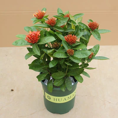 山丹丹龙船花盆栽绿植花卉庭院四季观赏植物花期长室内易成活包邮