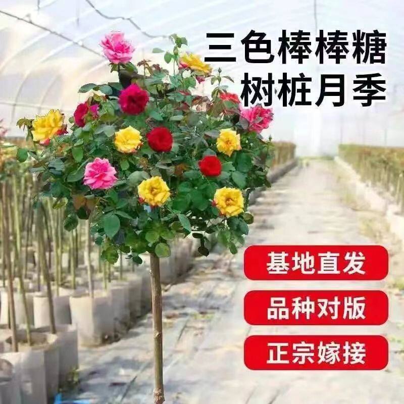 双色三色多色树桩月季