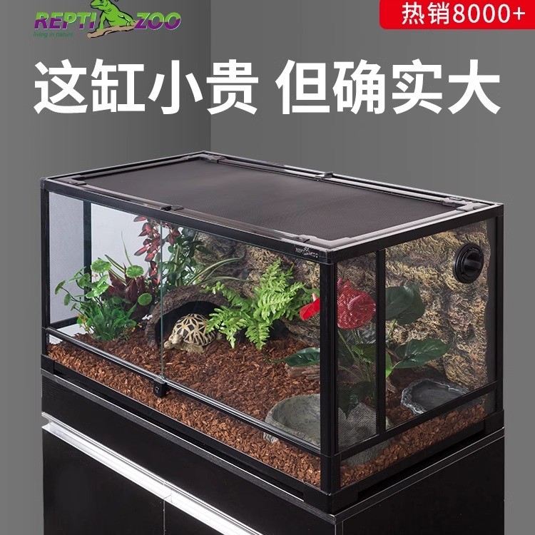 新派宠物reptizoo饲养变色龙蜥蜴