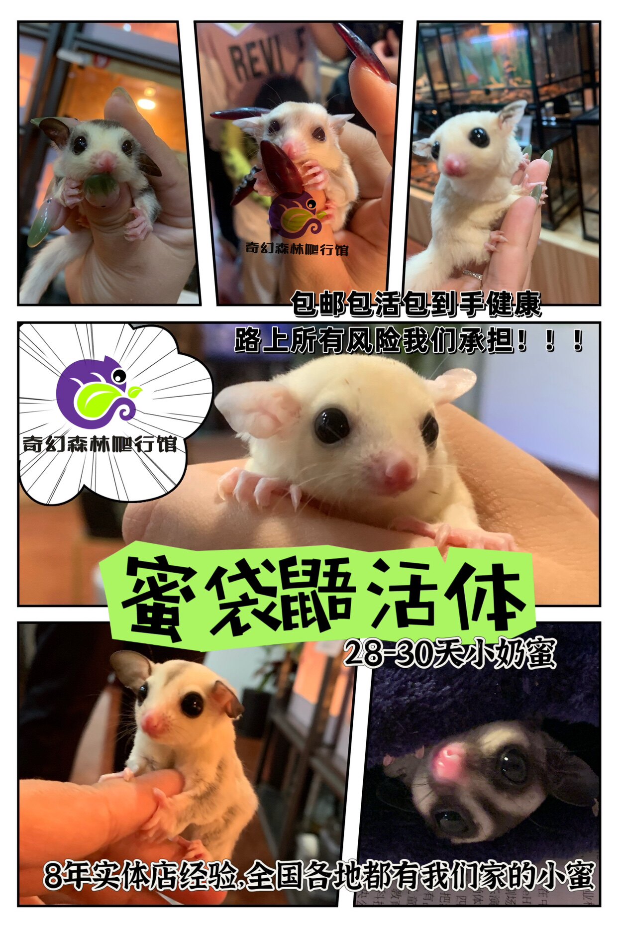 蜜袋鼯网红玩家蜜袋鼬活体普蜜纯白铂金马赛克白脸幼崽飞鼠宠物订