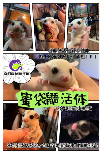 蜜袋鼯网红玩家蜜袋鼬活体普蜜纯白铂金马赛克白脸幼崽飞鼠宠物订