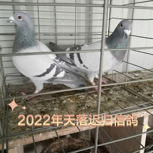 鴿子活體放飛比賽公棚賽地方賽成績(jī)鴿遲歸鴿種鴿青年鴿路上包活