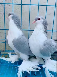 观赏鸽拉合尔企鹅鸽子宠物鸽子蓝色拉合尔种鸽幼鸽青年鸽包邮包活
