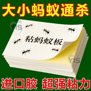 强力粘蚂蚁板高效捕捉神器大小蚂蚁通杀无处逃室内外通用无毒无害