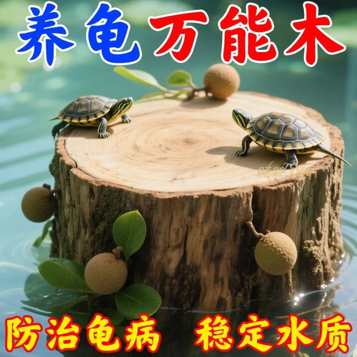 乌龟龙眼木晒台免煮预防腐皮白眼调节水质PH值打造生态造景净水