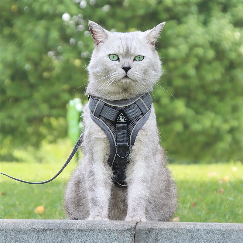 猫牵引绳防挣脱猫背带猫绳英短蓝猫溜猫绳子猫咪外出专用遛猫绳子