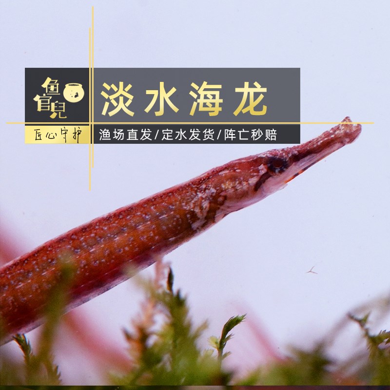 鱼官儿淡水海龙可混养趴趴龙鱼短吻红腹海龙长吻娜迦海龙热带观赏