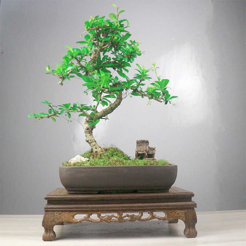 小叶福建茶盆栽茶桌精品小绿植摆件室内客厅办公桌植物桌面好养