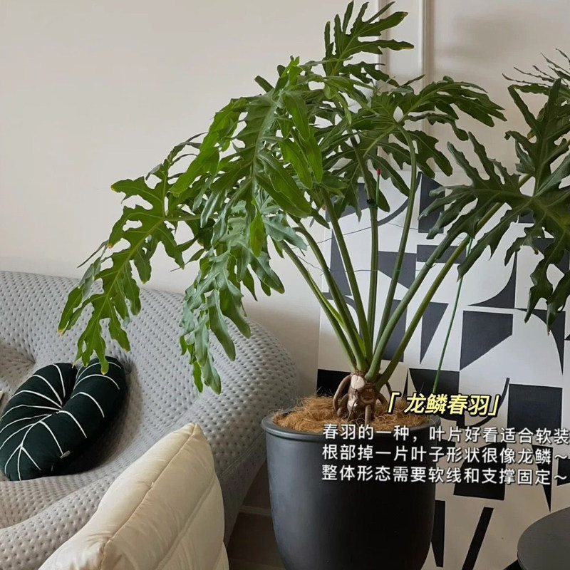 北欧简约黑色水泥花盆轻奢套盆大陶瓷高级感高脚落地植物龟背竹