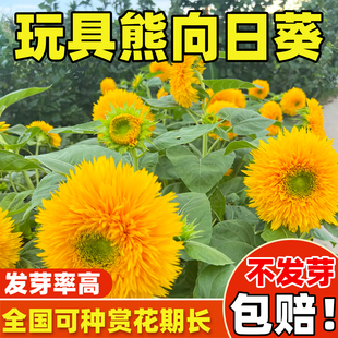 玩具熊观赏向日葵种孑矮向阳花食用葵花种子盆栽春夏秋四季易种籽