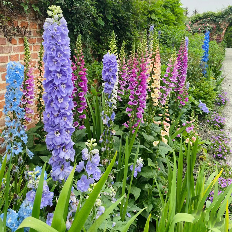 重瓣大花飞燕草种子盆栽稀