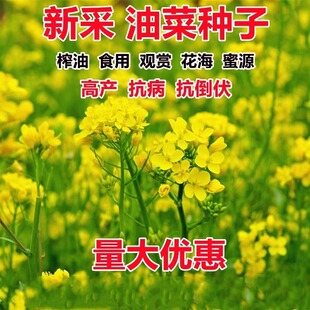 油菜花种子室外高产观赏食用耐寒耐旱春油菜花籽榨油菜籽花海种孑