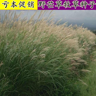 牧草野芒种子四季南方北植