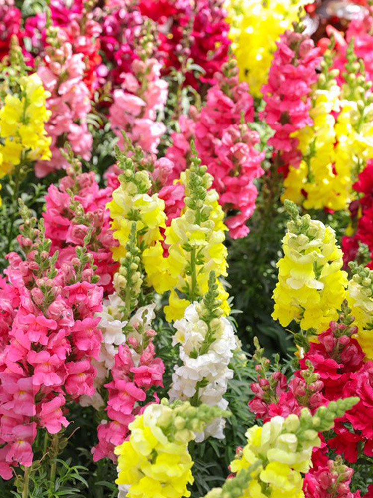 金鱼草种子花种子狮子花草四季阳台盆栽景观绿化花海种子草花种籽