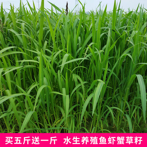 小米草籽水生养殖喂鱼虾蟹