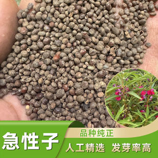凤仙花种子也叫指甲花急性子种子凤仙透骨草胭脂花种籽药材种植苗