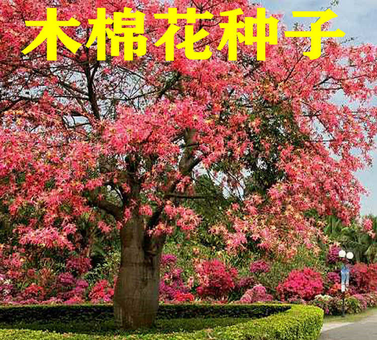 美丽木棉种子攀枝花大肚