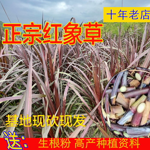 紫色红象草种节皇竹草红色无毛甜象草种子多年生四季耐寒牛羊牧草