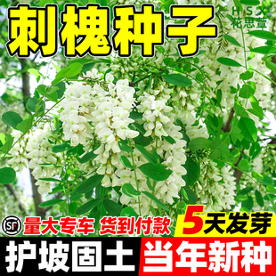 刺槐种子护坡固土草籽草种白花刺槐树香花槐紫穗槐洋槐种籽槐花树