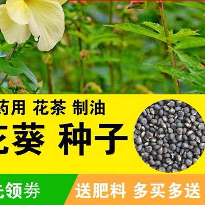 金花葵种子蔬菜籽芙蓉野秋