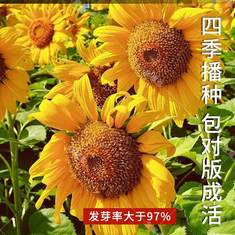 向日葵种子四季播种易活室内外